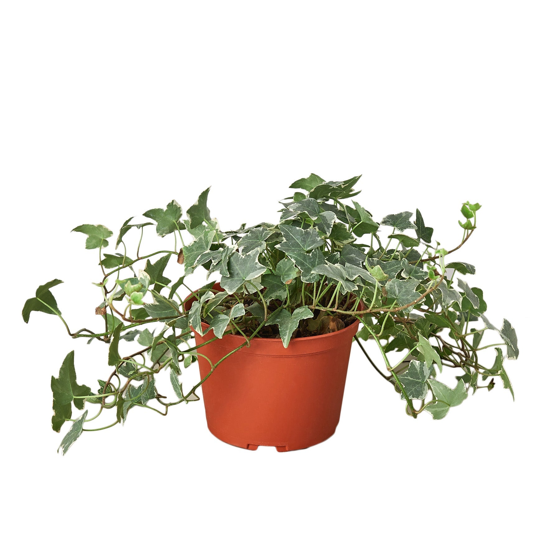 English Ivy 'Glacier' - Holiday Corner