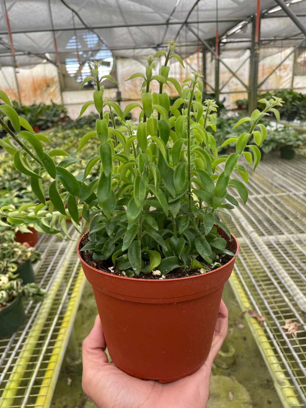 Curly Lipstick Plant - Holiday Corner