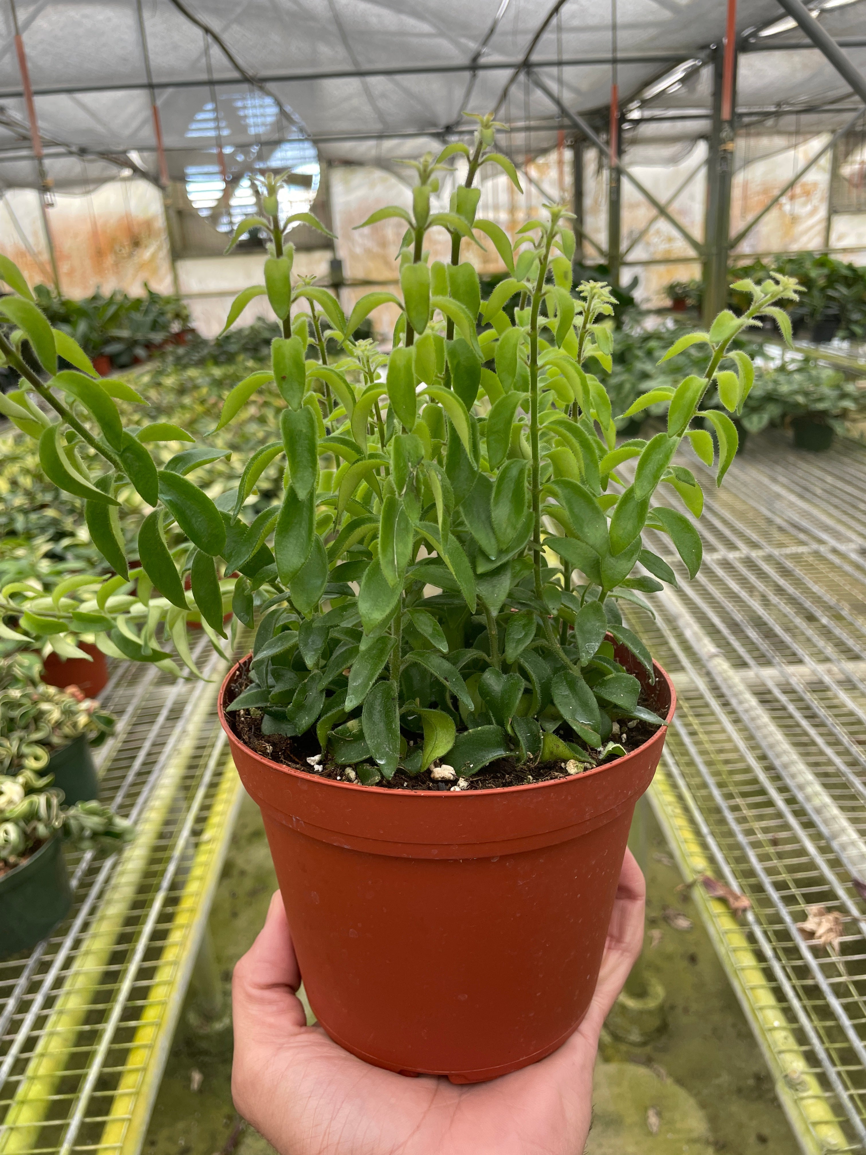 Curly Lipstick Plant - Holiday Corner