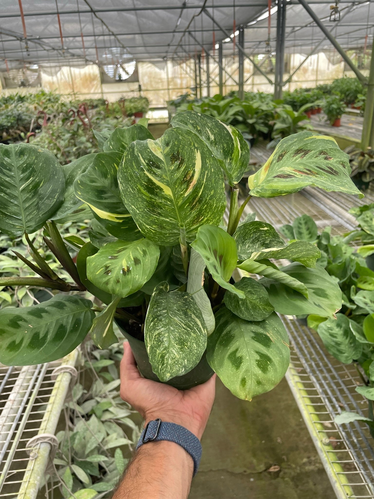 Maranta Variegated 'Beauty Kim' - Holiday Corner