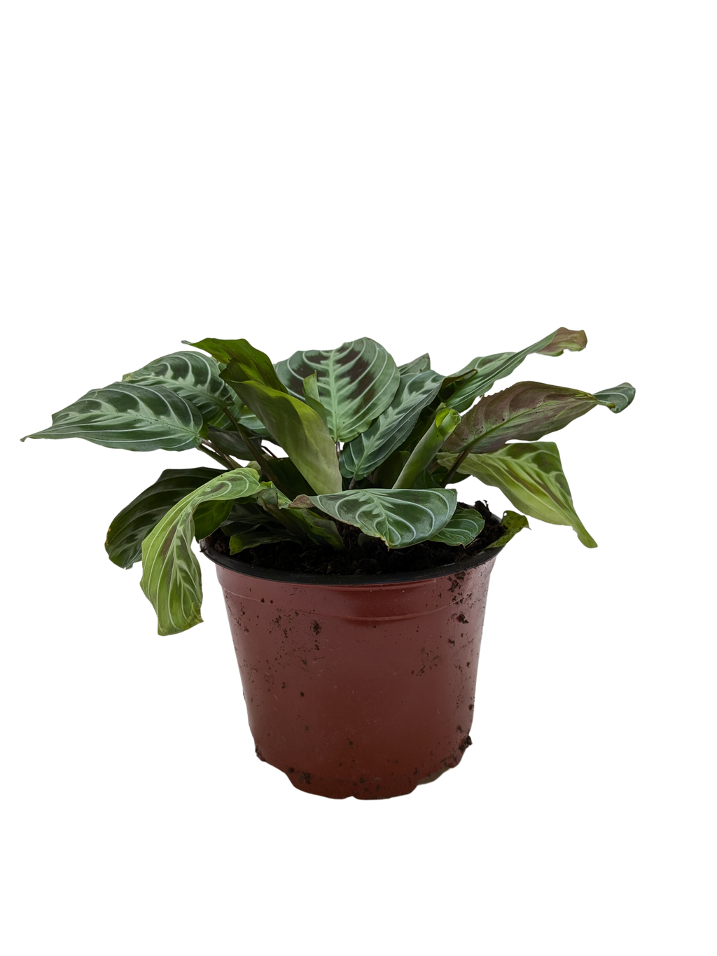 Maranta Black - Holiday Corner