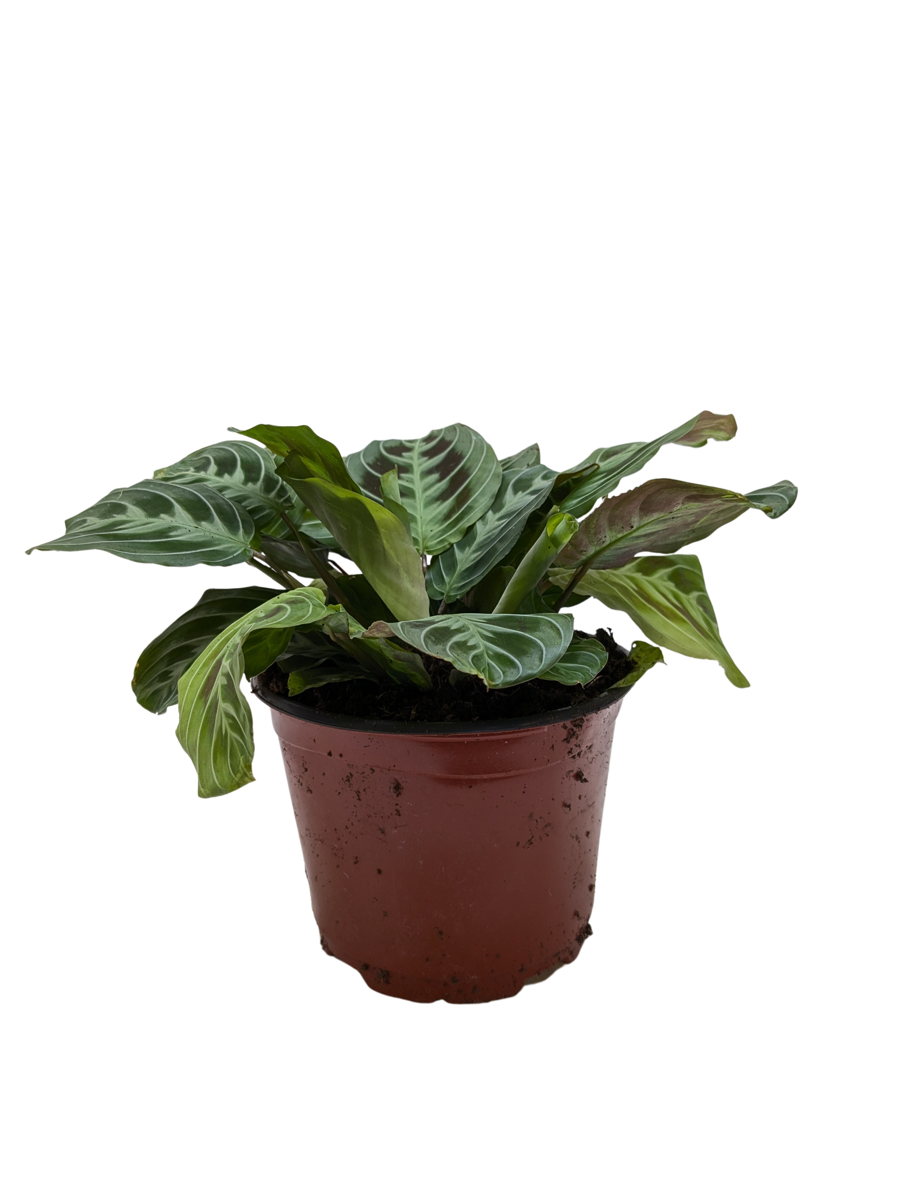 Maranta Black - Holiday Corner