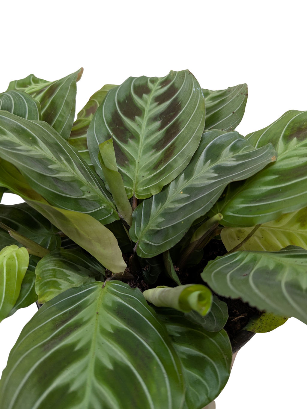 Maranta Black - Holiday Corner