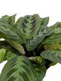 Maranta Black - Holiday Corner