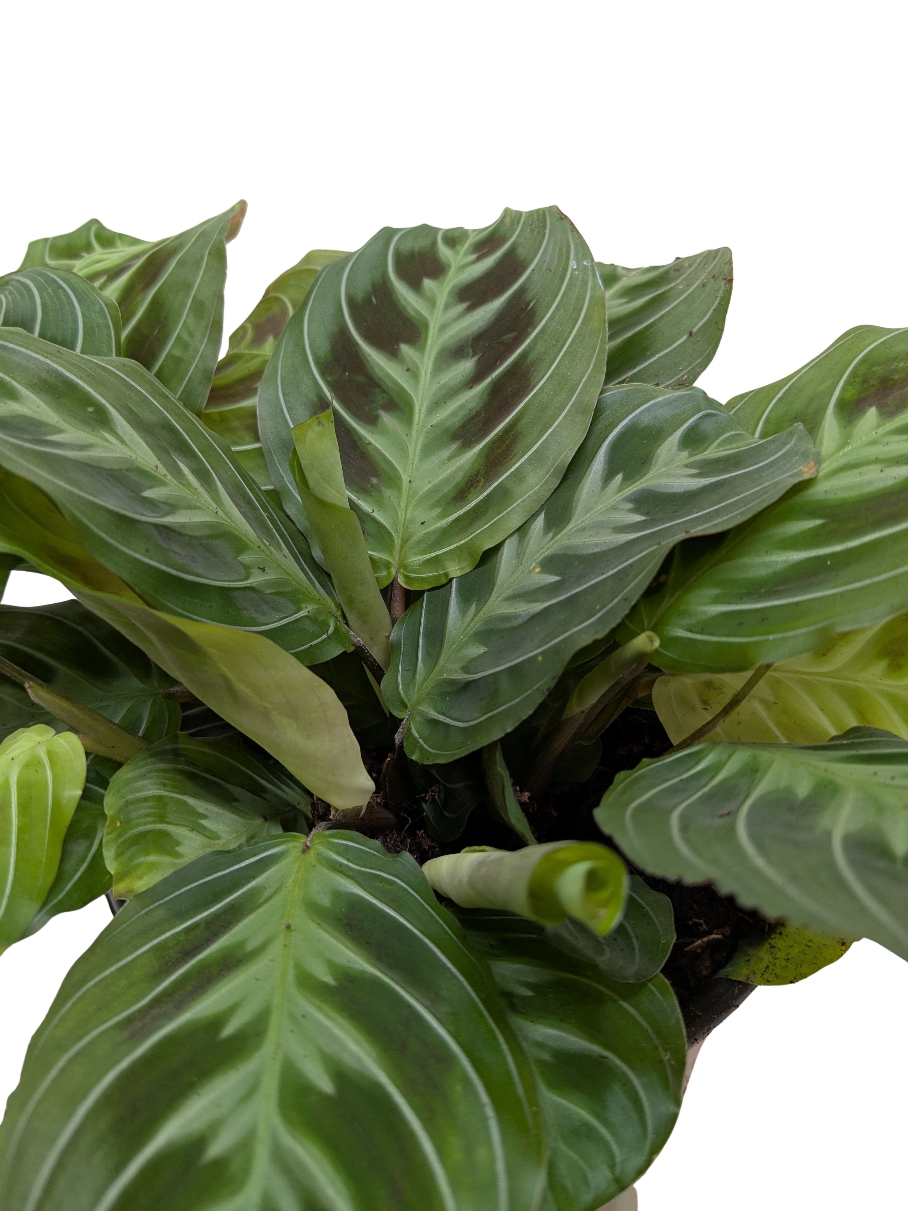 Maranta Black - Holiday Corner
