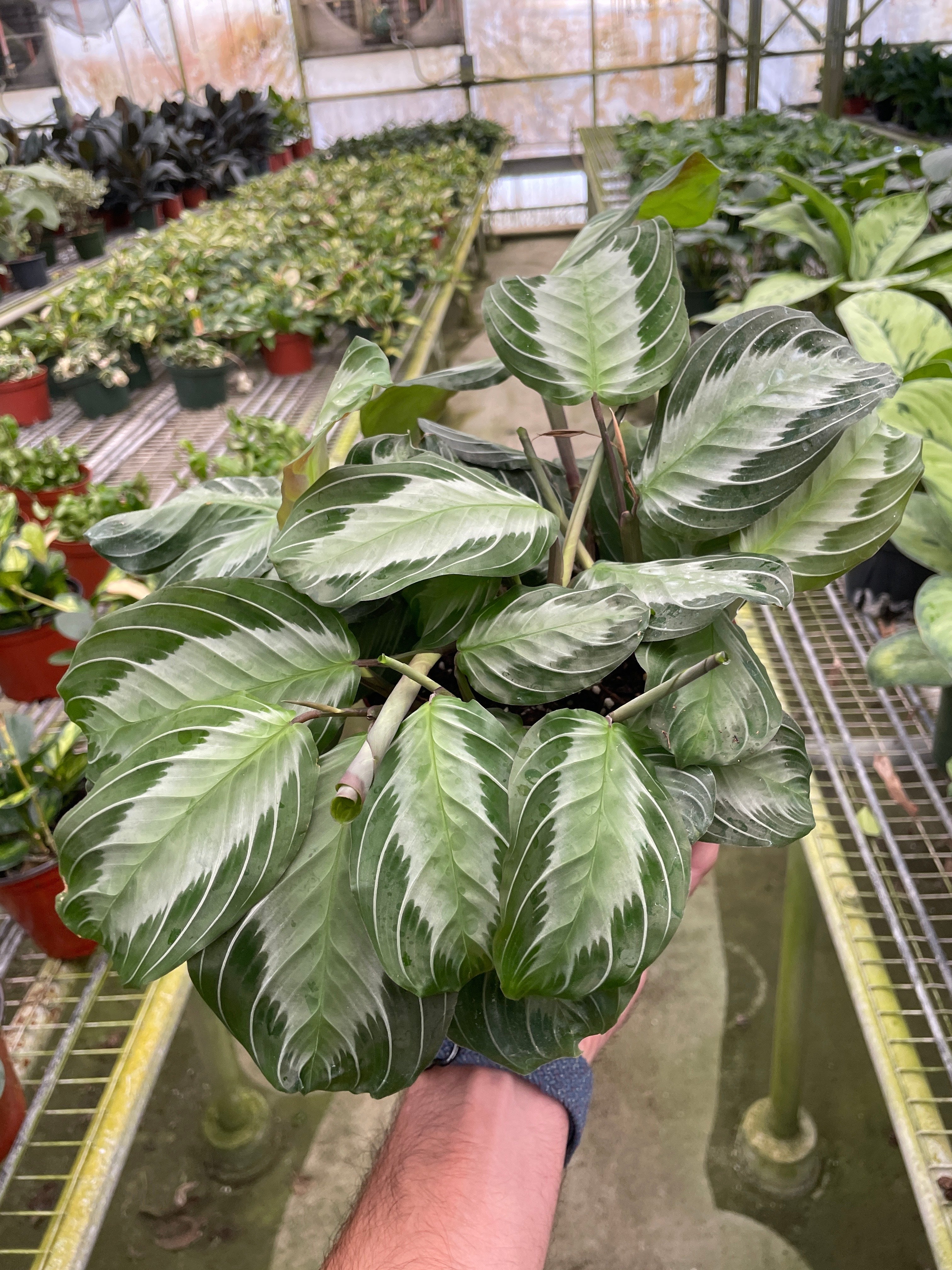 Maranta 'Silver Band' - Holiday Corner