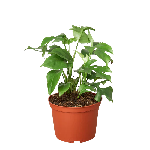 Philodendron Mini Monstera Minima - Holiday Corner