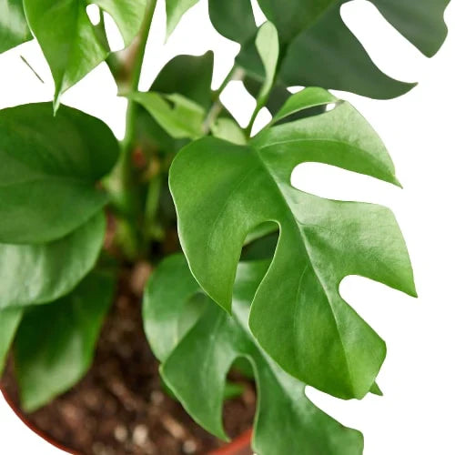 Philodendron Mini Monstera Minima - Holiday Corner