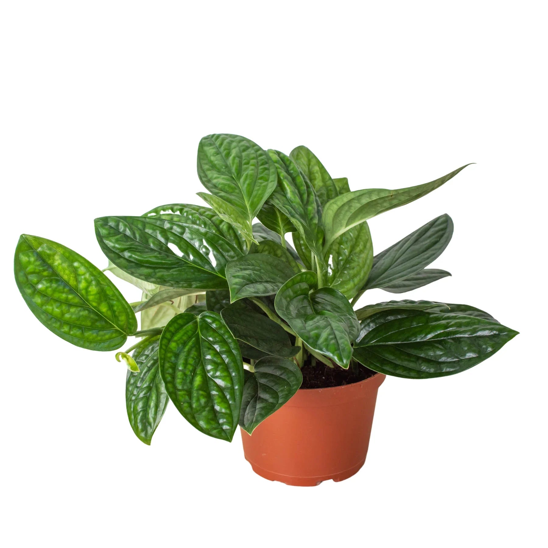 Monstera 'Peru' - Holiday Corner