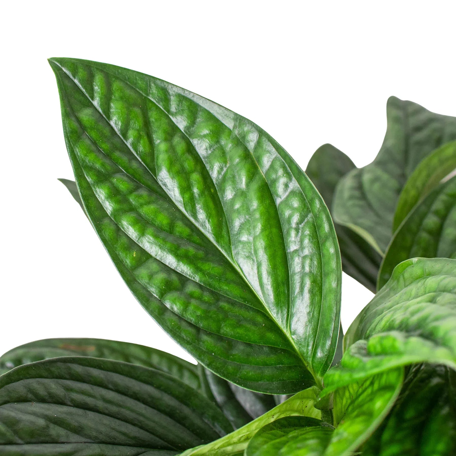 Monstera 'Peru' - Holiday Corner
