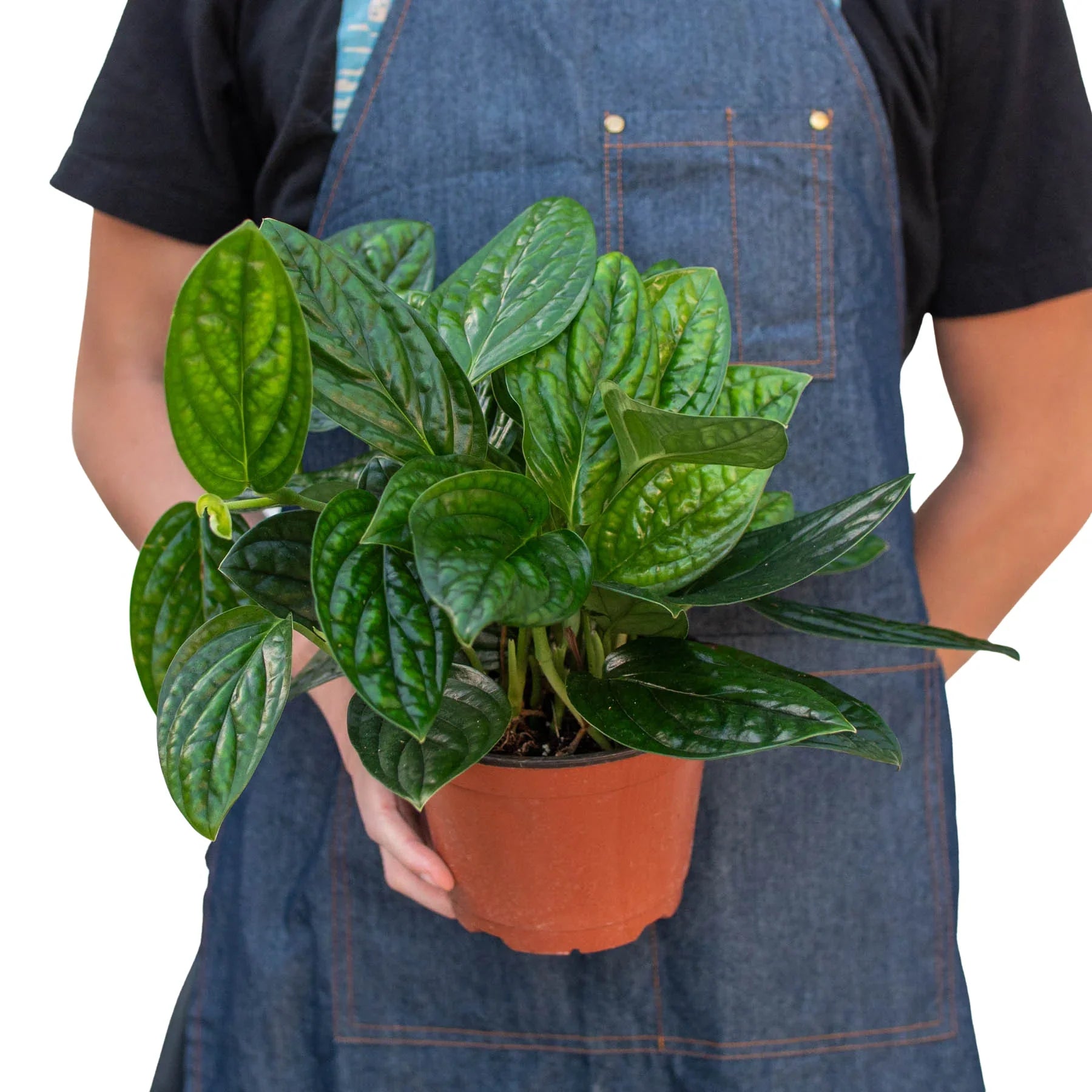 Monstera 'Peru' - Holiday Corner