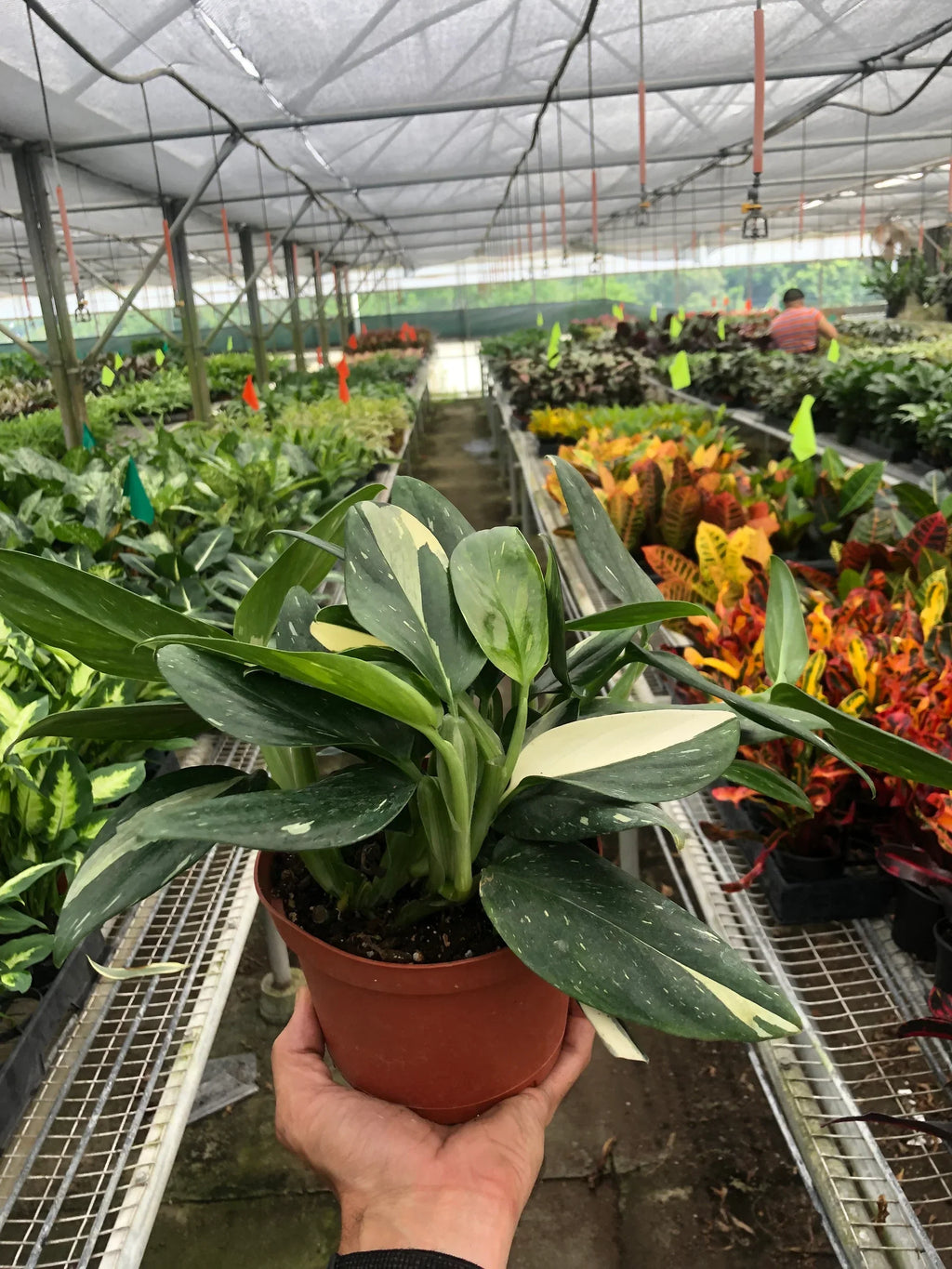 Monstera 'Standeleyana Albo Variegated' - Holiday Corner