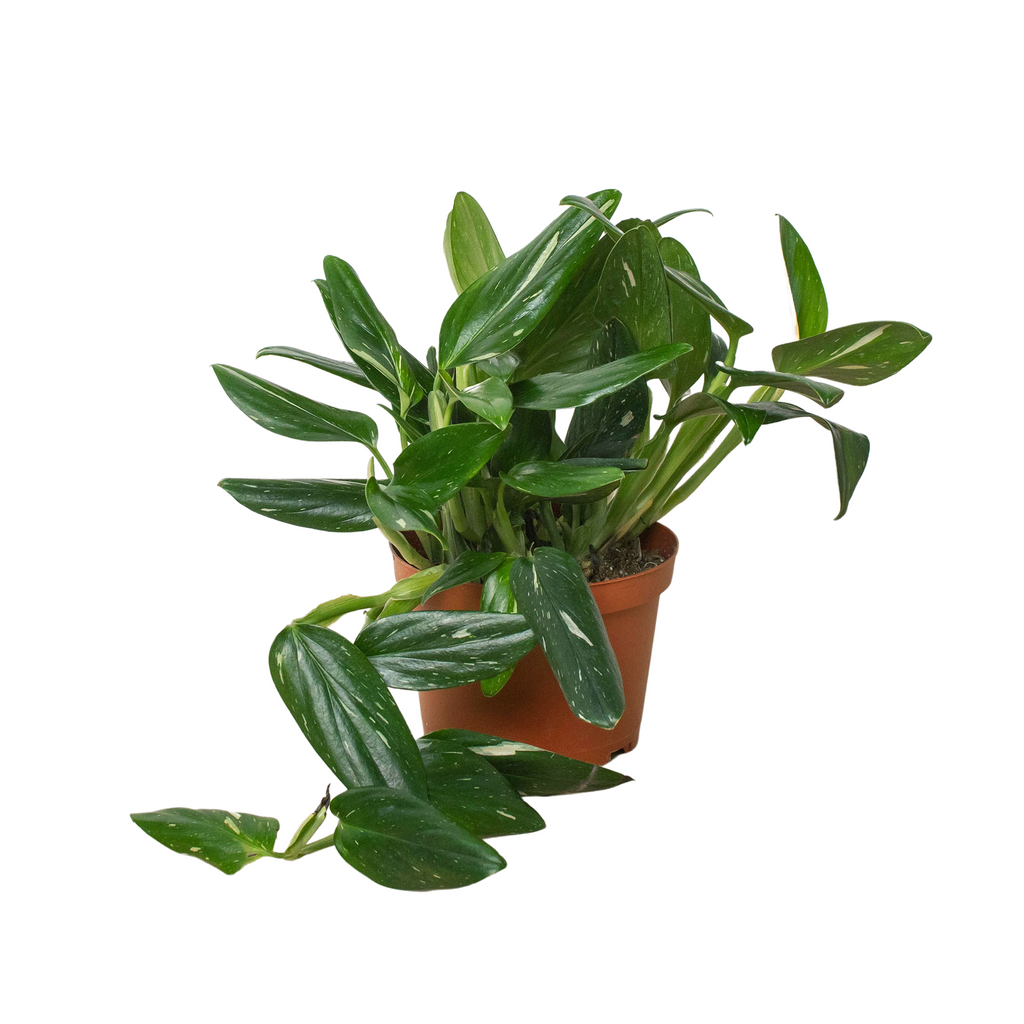 Monstera 'Standeleyana Albo Variegated' - Holiday Corner