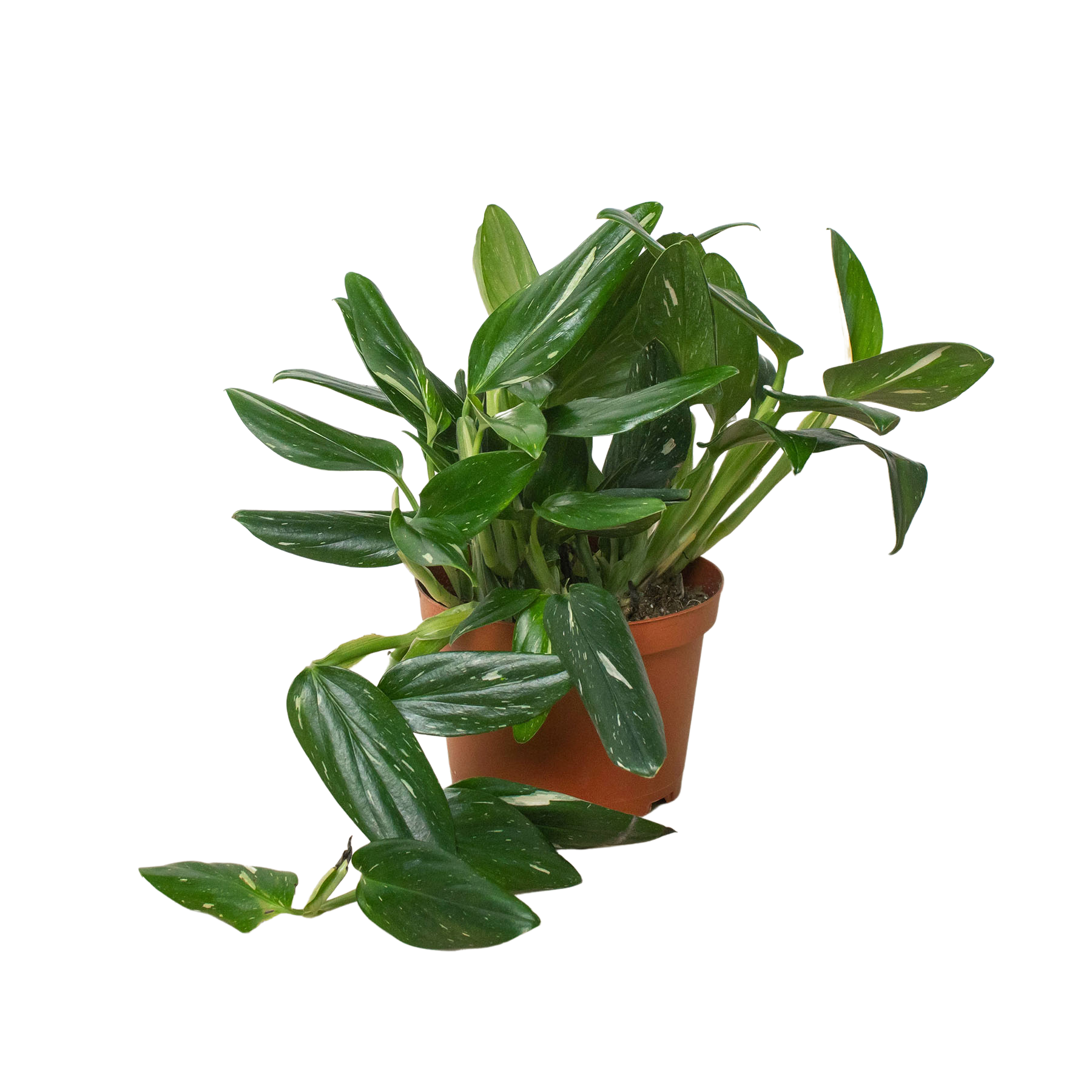 Monstera 'Standeleyana Albo Variegated' - Holiday Corner