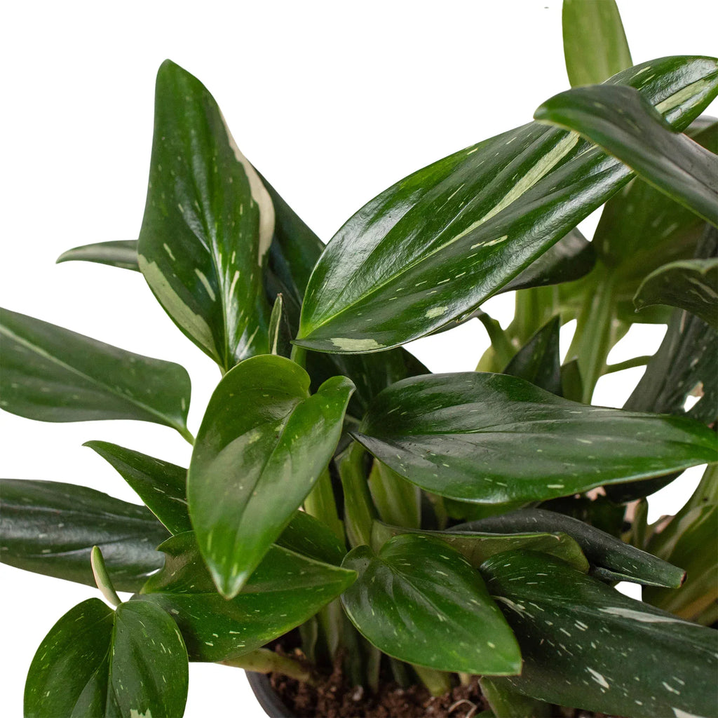 Monstera 'Standeleyana Albo Variegated' - Holiday Corner