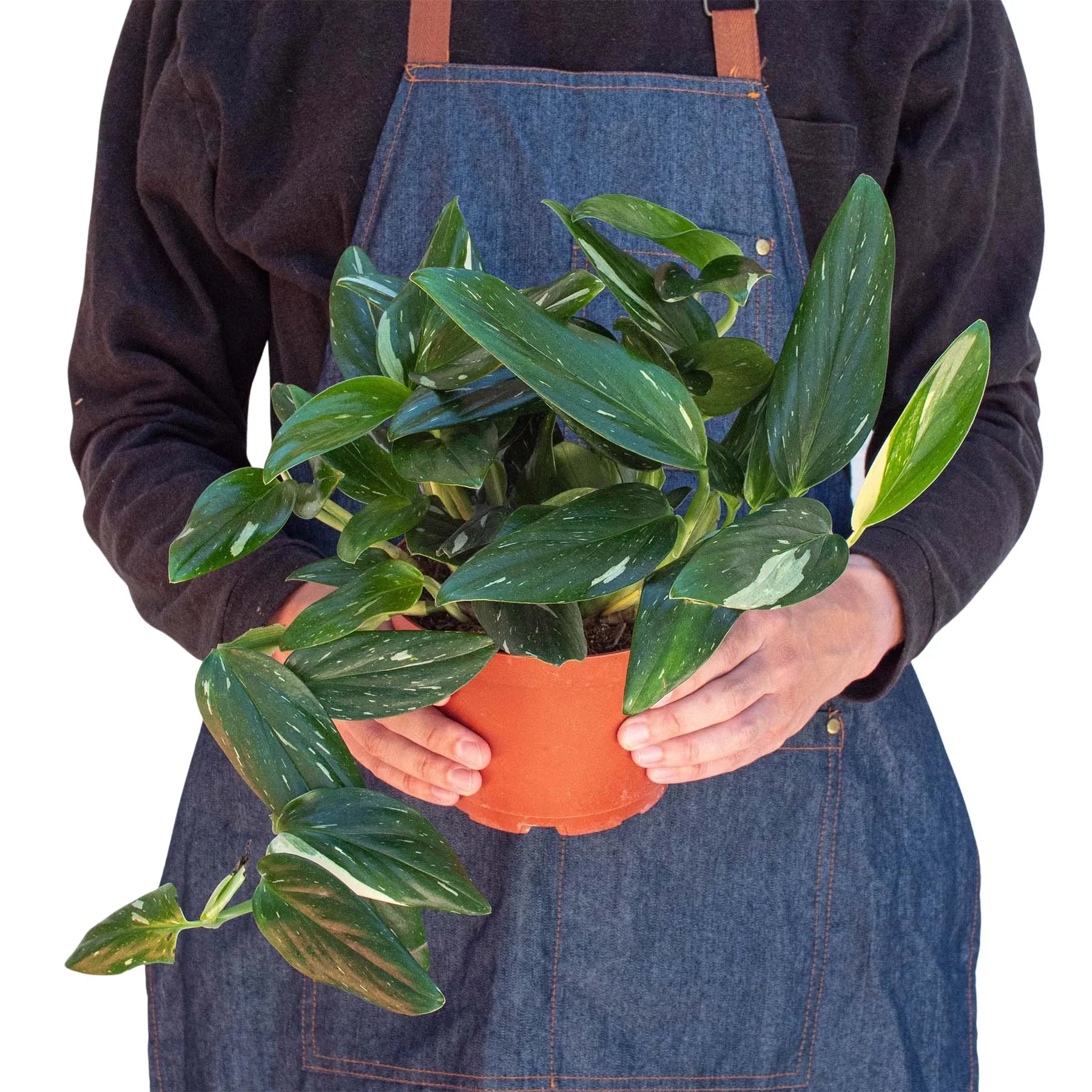 Monstera 'Standeleyana Albo Variegated' - Holiday Corner