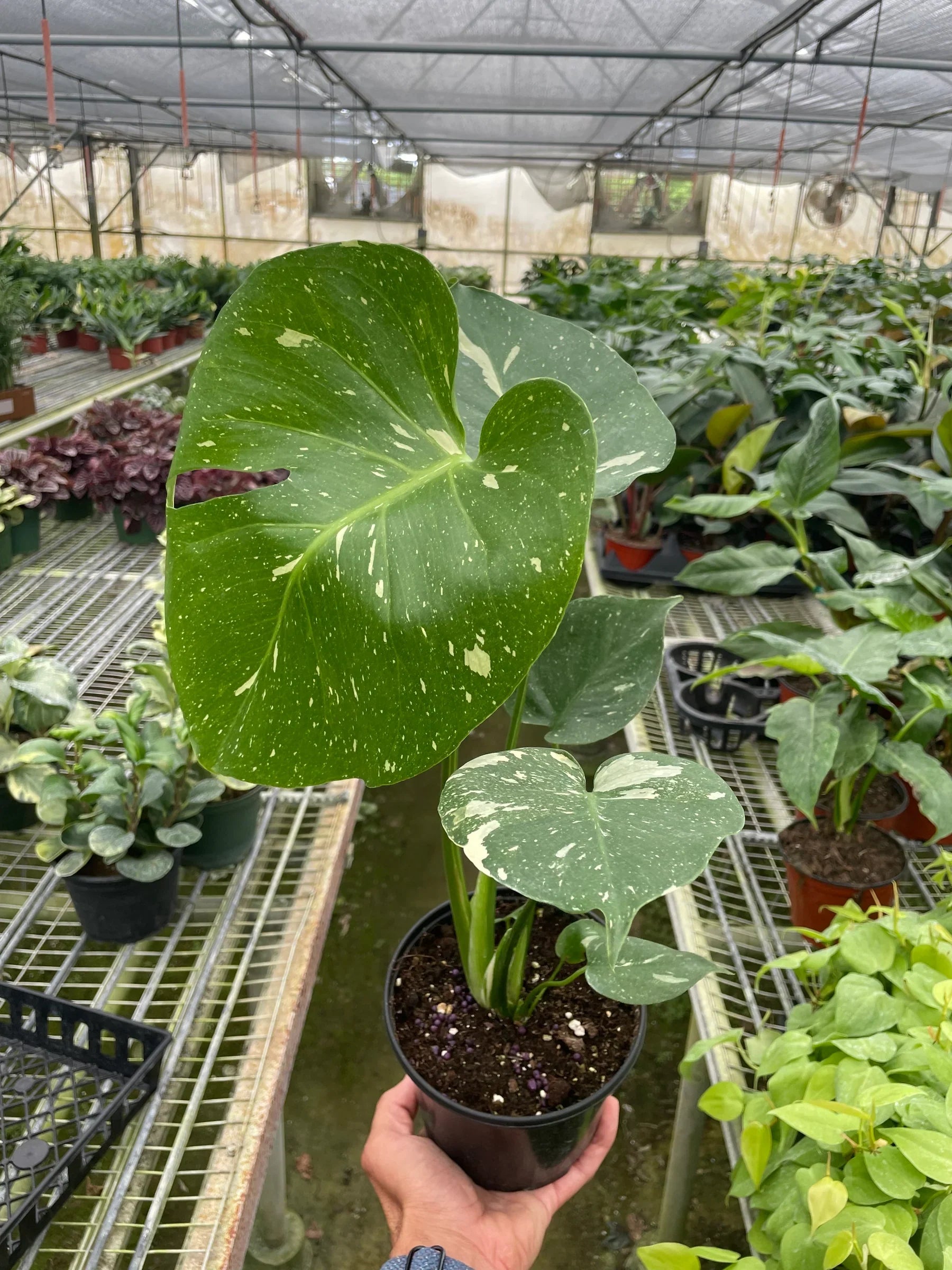 Monstera 'Thai Constellation' - Holiday Corner