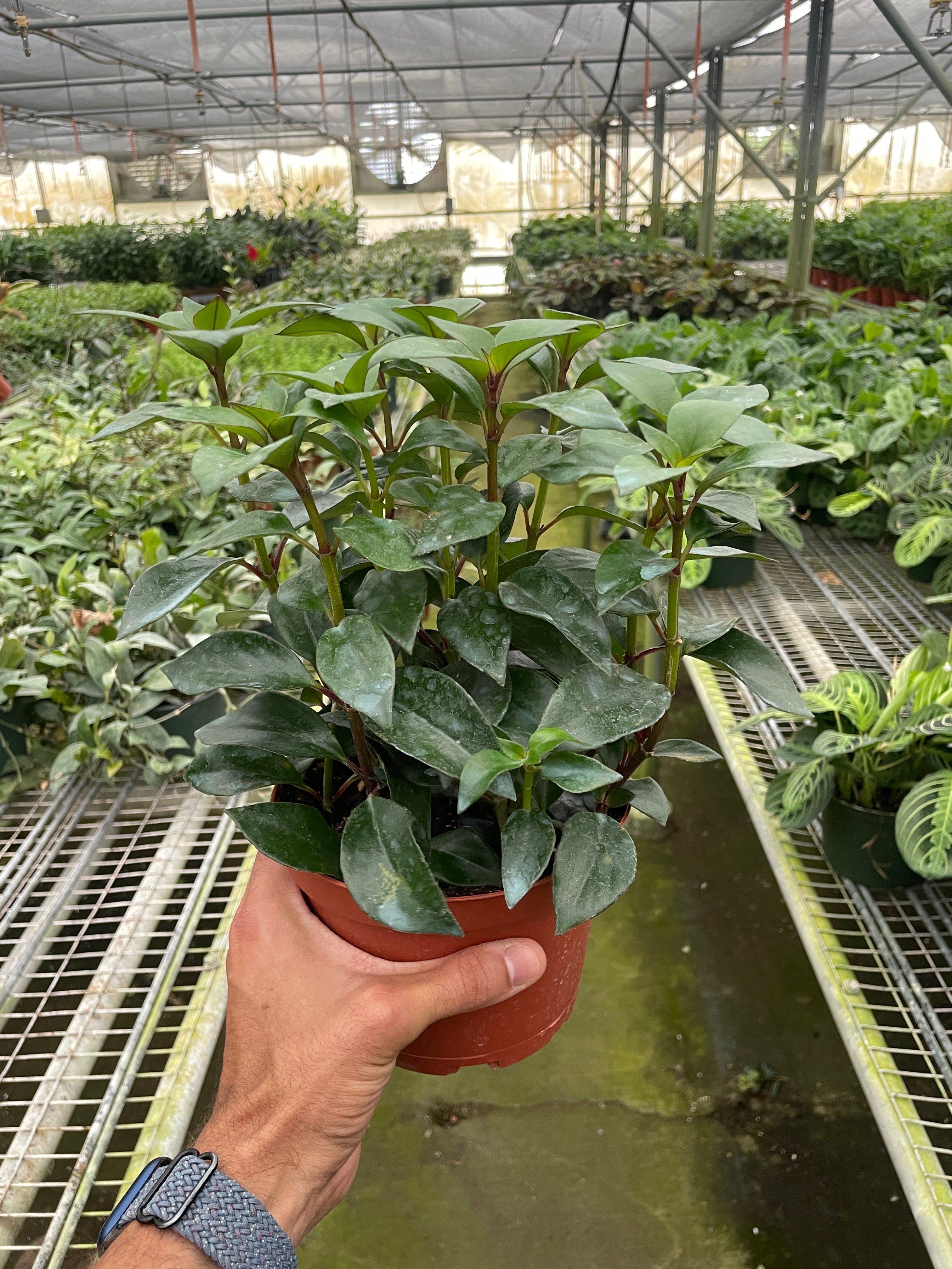 Nematanthus Black Goldfish Plant - Holiday Corner