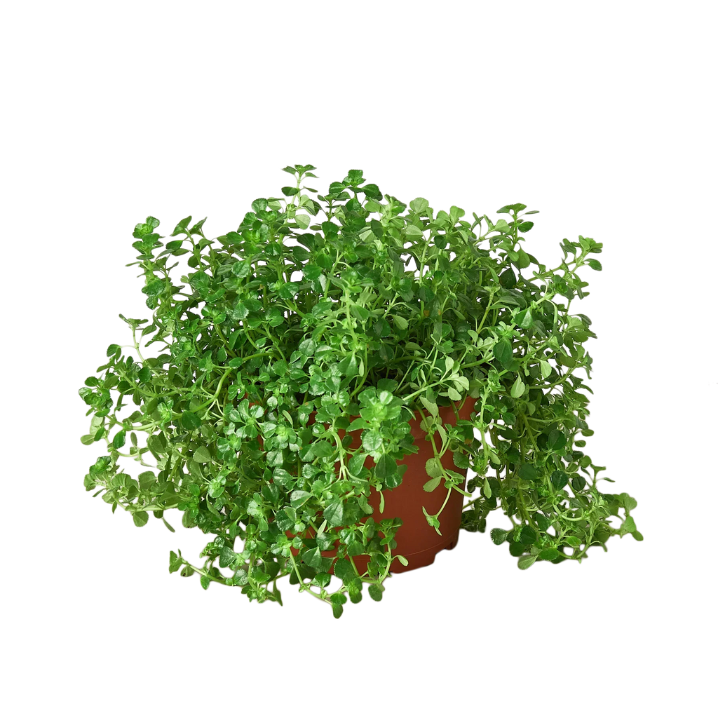 Nettle 'Baby's Tear' - Holiday Corner