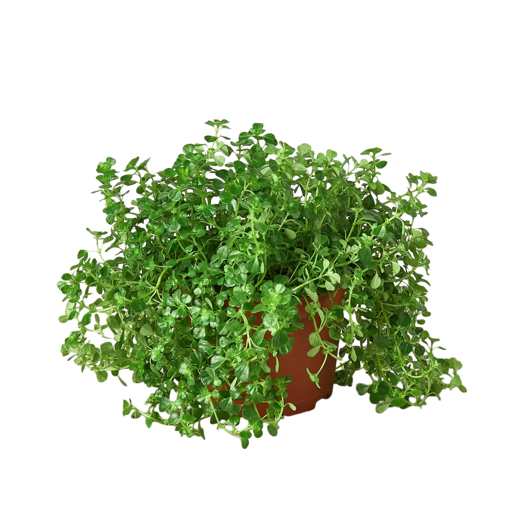 Nettle 'Baby's Tear' - Holiday Corner