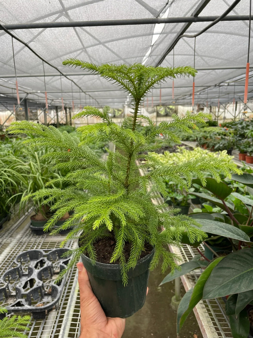 Norfolk 'Island Pine' - Holiday Corner