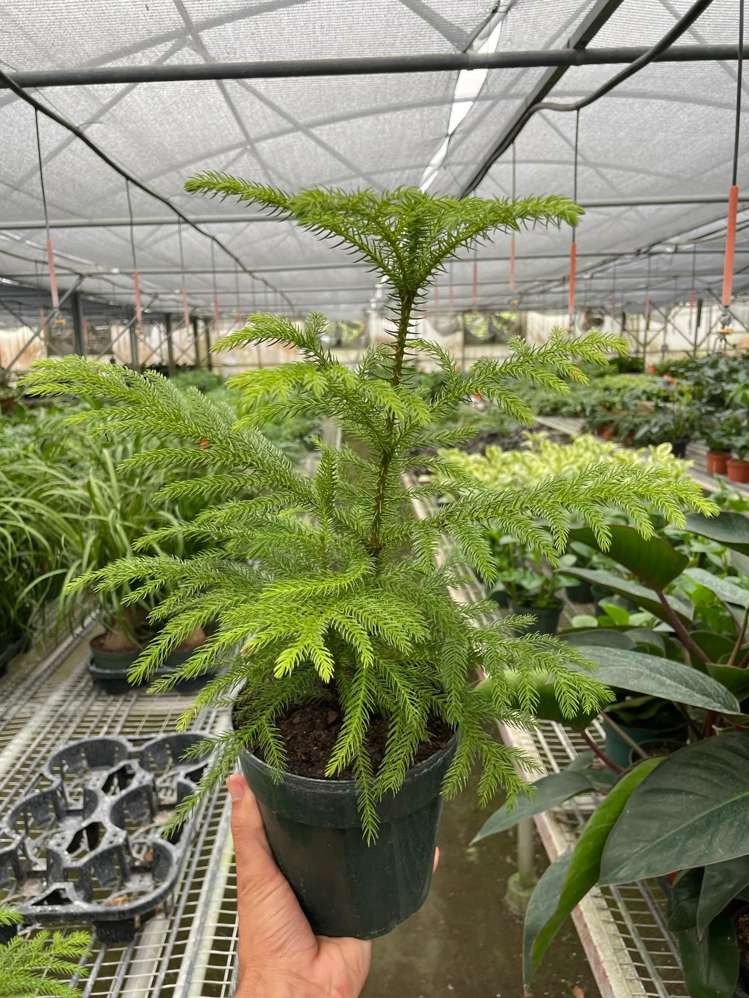 Norfolk 'Island Pine' - Holiday Corner