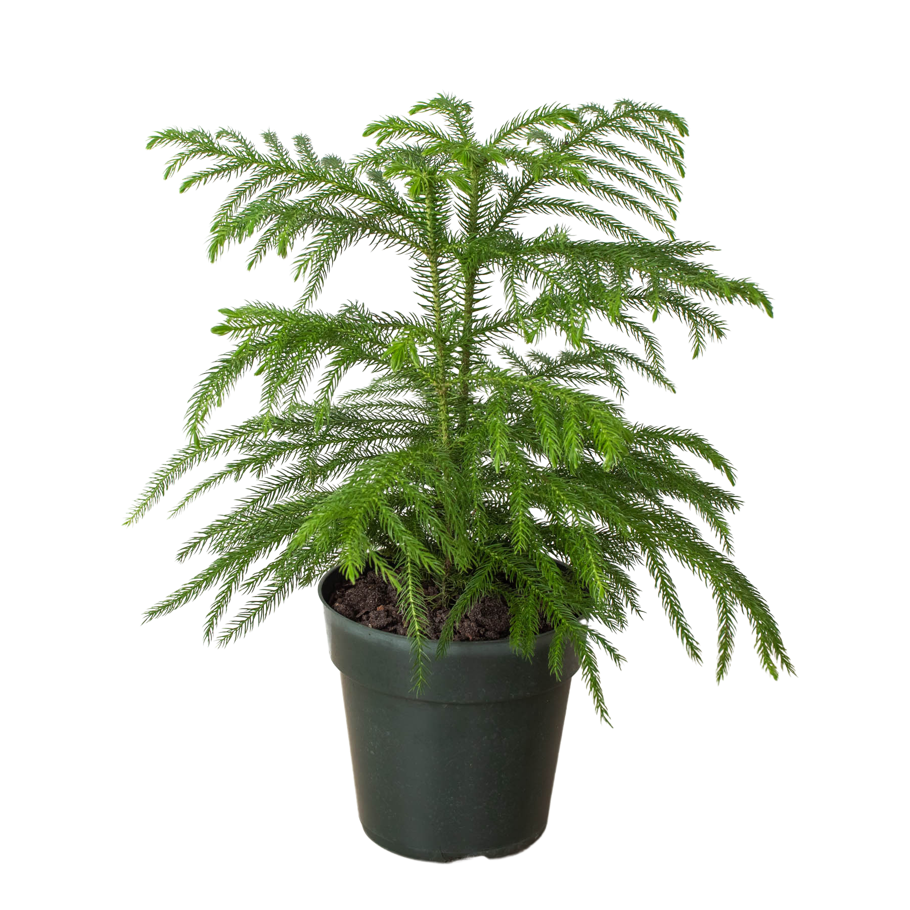 Norfolk 'Island Pine' - Holiday Corner