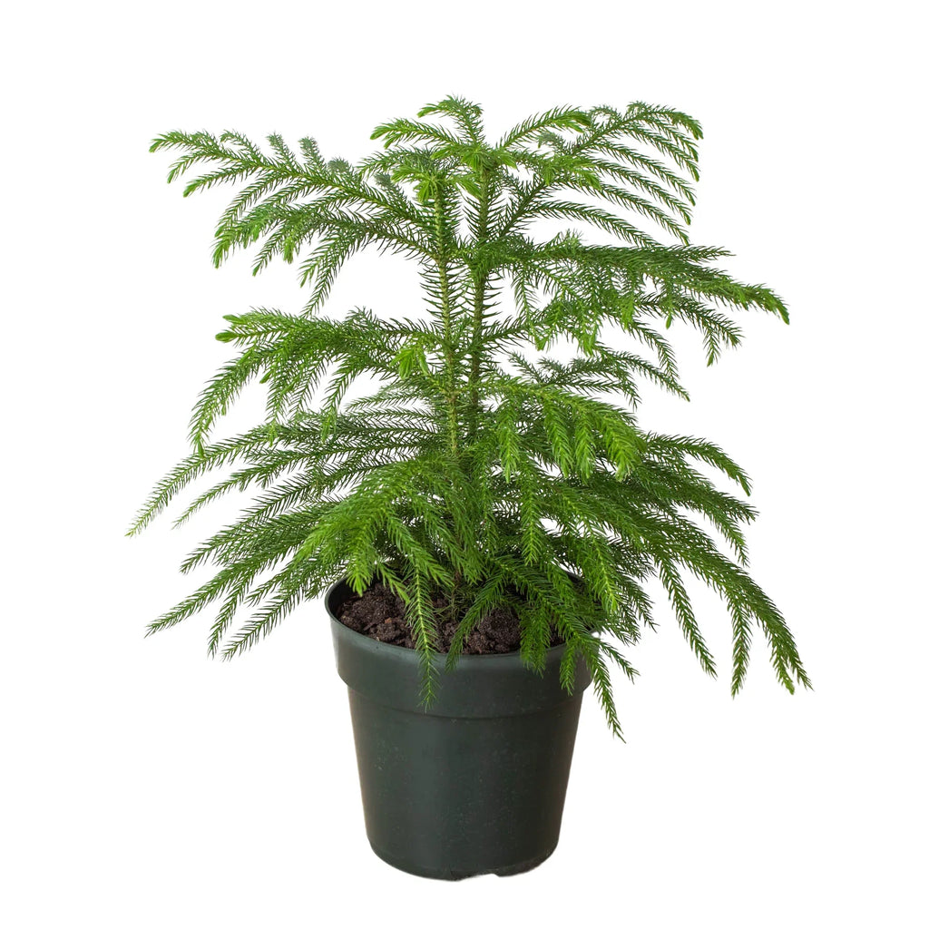 Norfolk 'Island Pine' - Holiday Corner