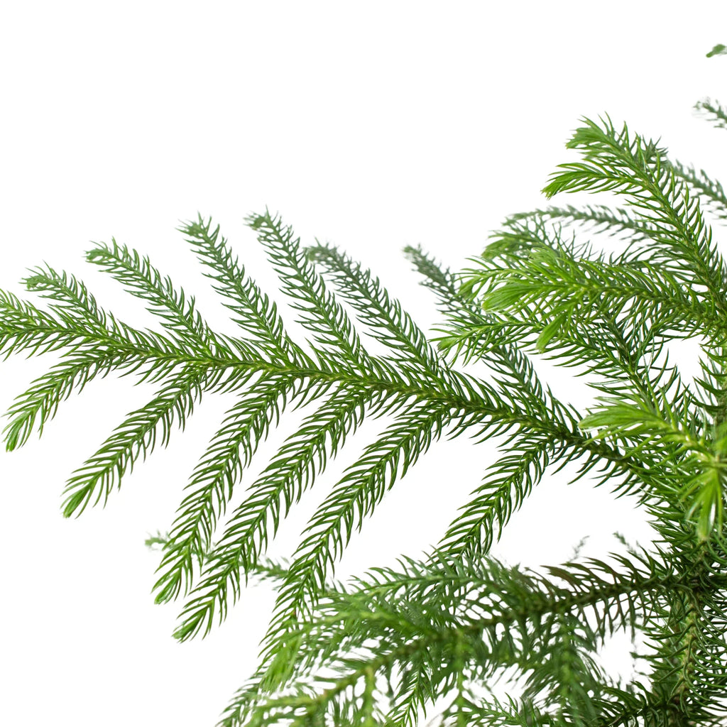 Norfolk 'Island Pine' - Holiday Corner