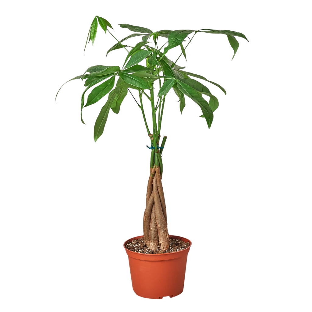 Money Tree 'Guiana Chestnut' Pachira Braid - 6" Pot - NURSERY POT ONLY - Holiday Corner