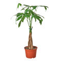 Money Tree 'Guiana Chestnut' Pachira Braid - 6" Pot - NURSERY POT ONLY - Holiday Corner