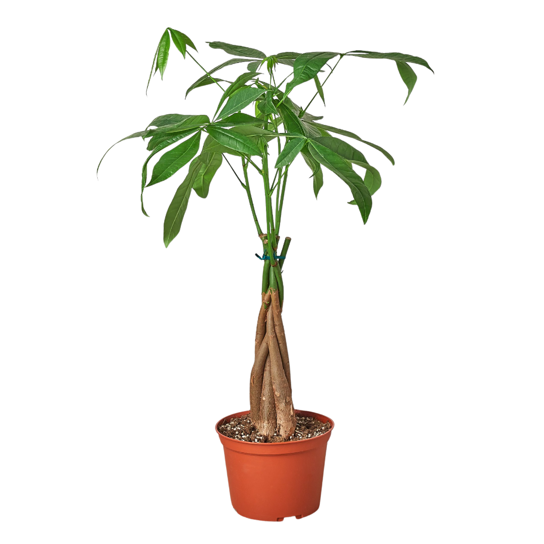 Money Tree 'Guiana Chestnut' Pachira Braid - 6" Pot - NURSERY POT ONLY - Holiday Corner