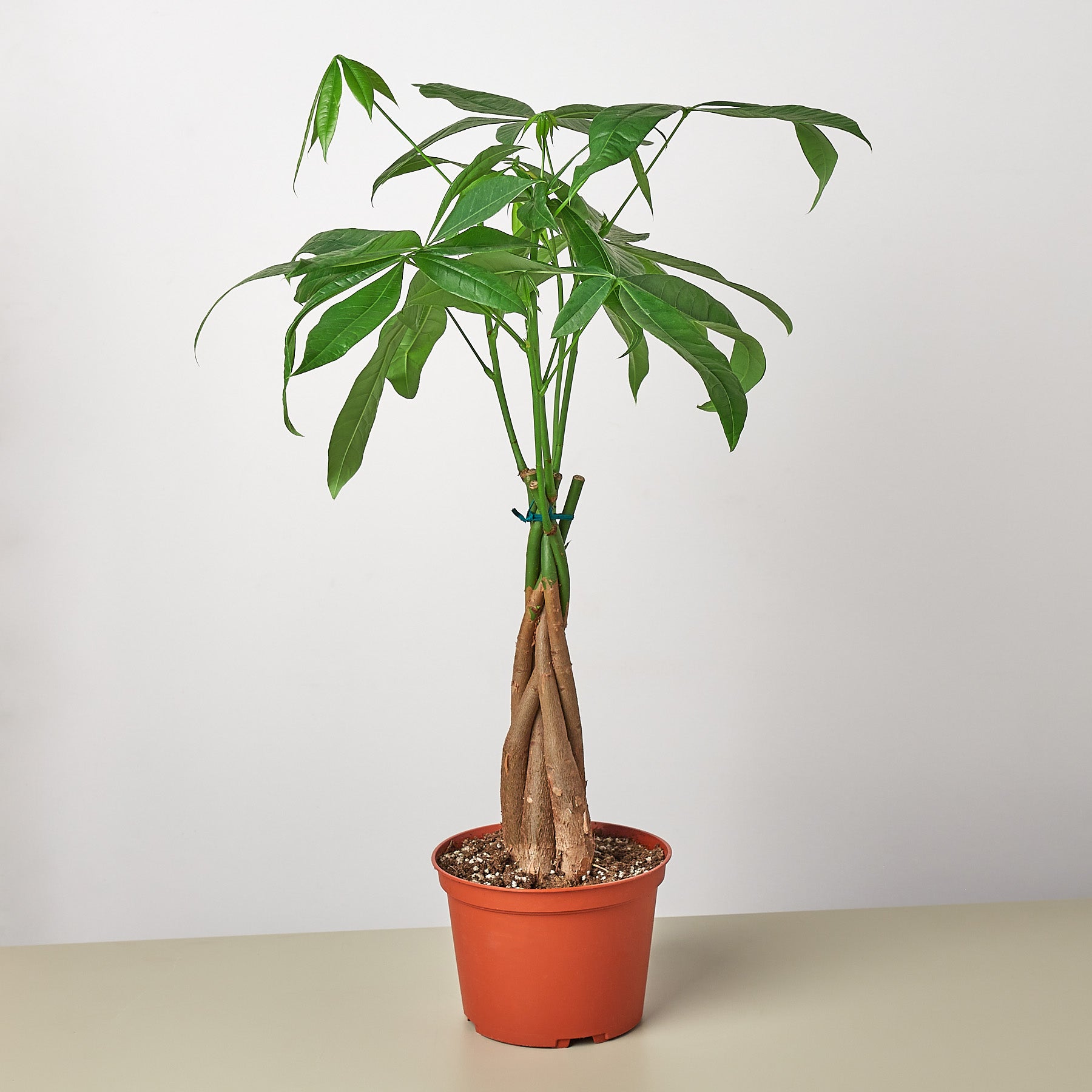 Money Tree 'Guiana Chestnut' Pachira Braid - 6" Pot - NURSERY POT ONLY - Holiday Corner