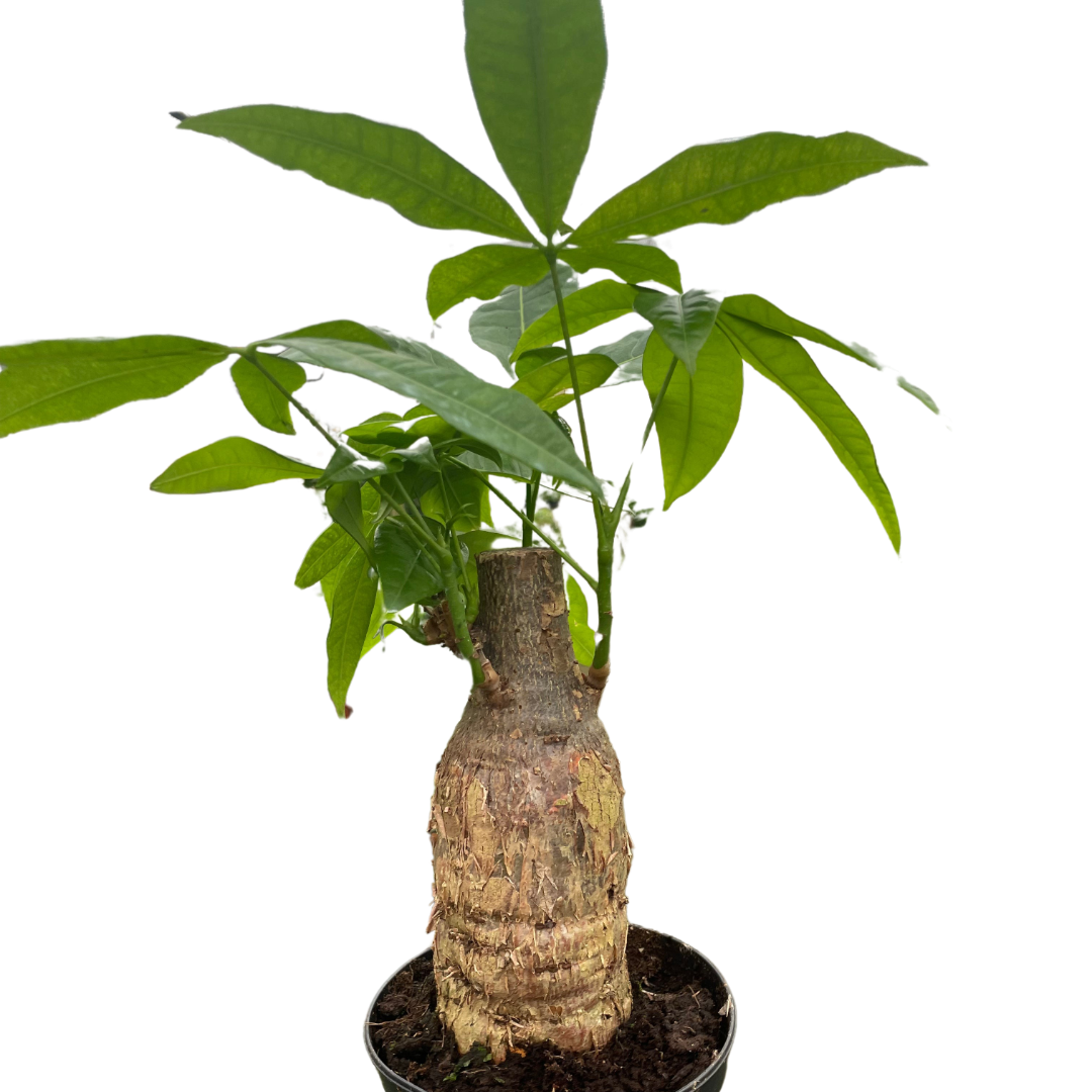 Money Tree 'Guiana Chestnut' Pachira Stump - Holiday Corner