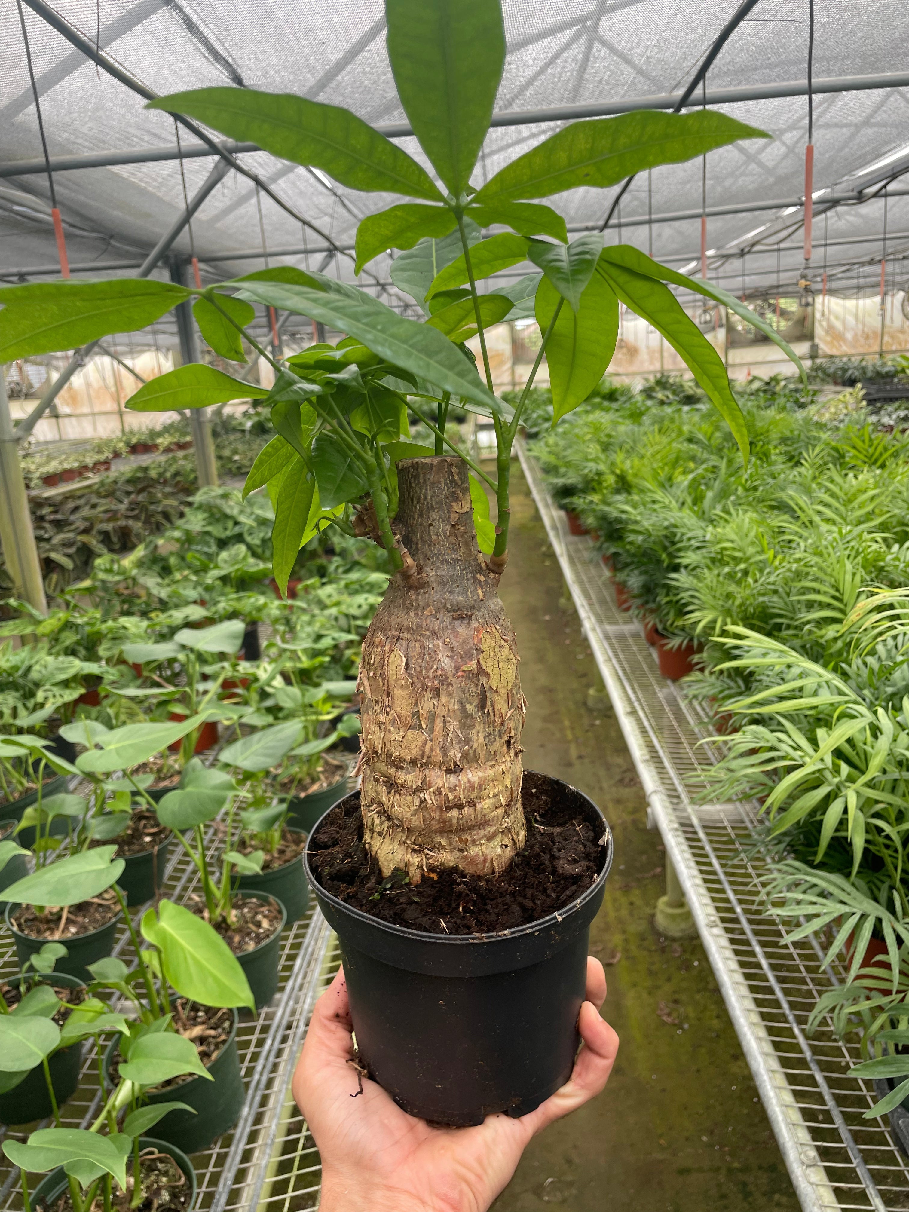 Money Tree 'Guiana Chestnut' Pachira Stump - Holiday Corner