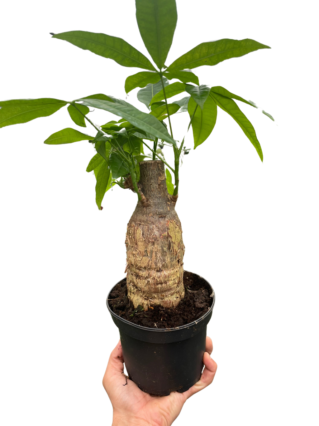 Money Tree 'Guiana Chestnut' Pachira Stump - Holiday Corner