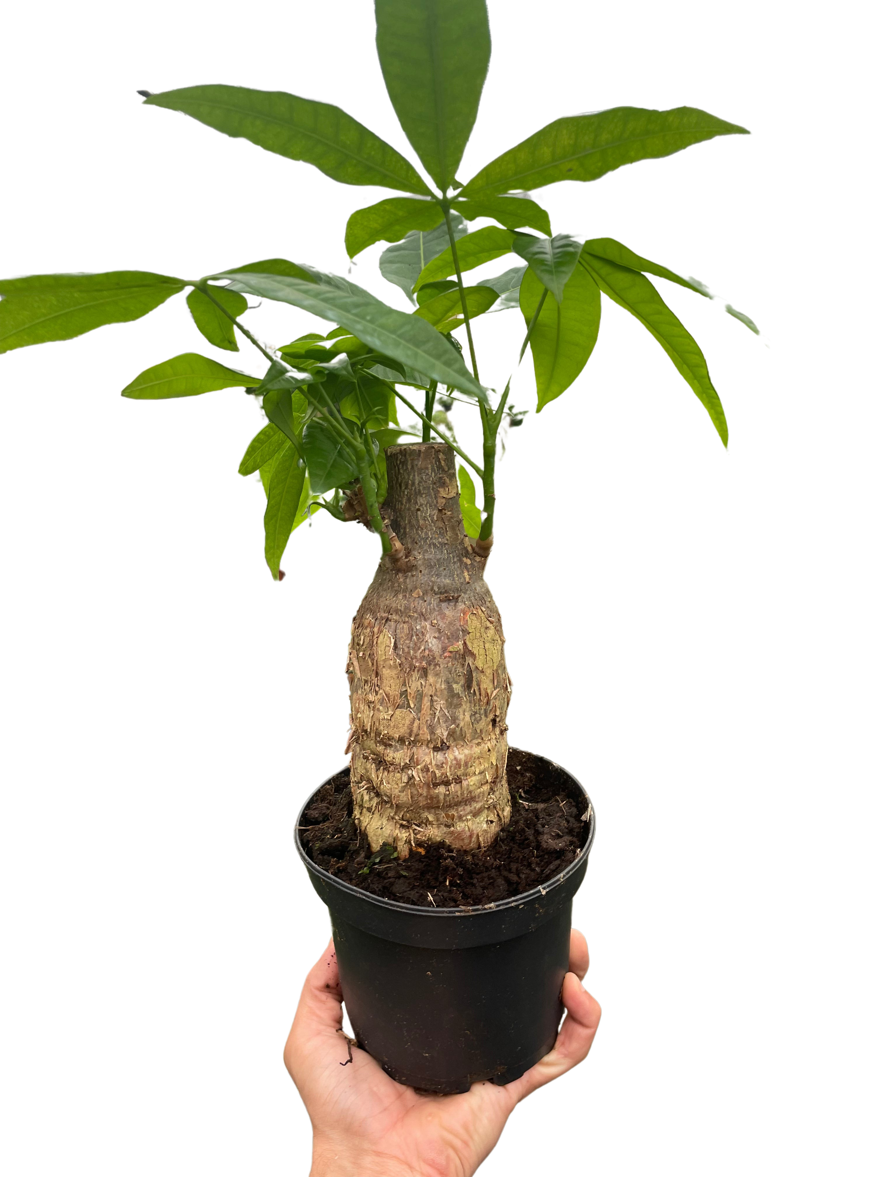Money Tree 'Guiana Chestnut' Pachira Stump - Holiday Corner