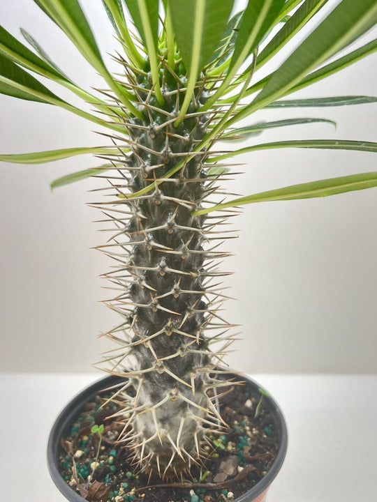 Pachypodium 'lamerei' (Madagascar Palm) - Holiday Corner