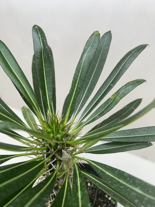 Pachypodium 'lamerei' (Madagascar Palm) - Holiday Corner
