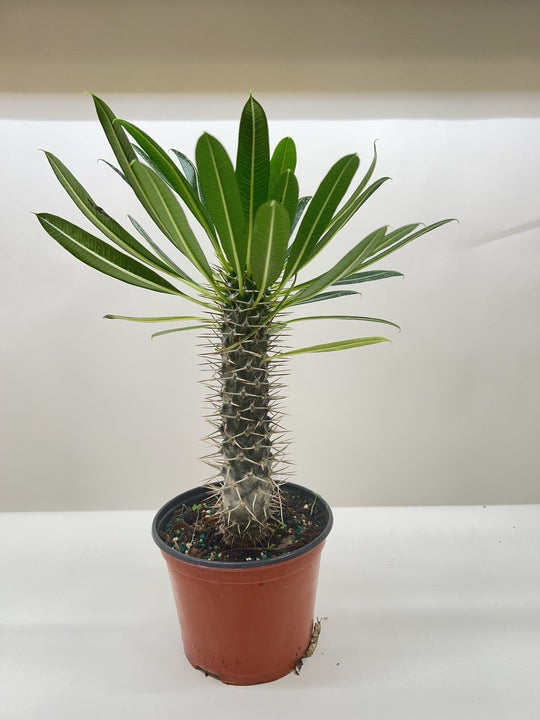 Pachypodium 'lamerei' (Madagascar Palm) - Holiday Corner