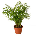 Parlor Palm - Holiday Corner