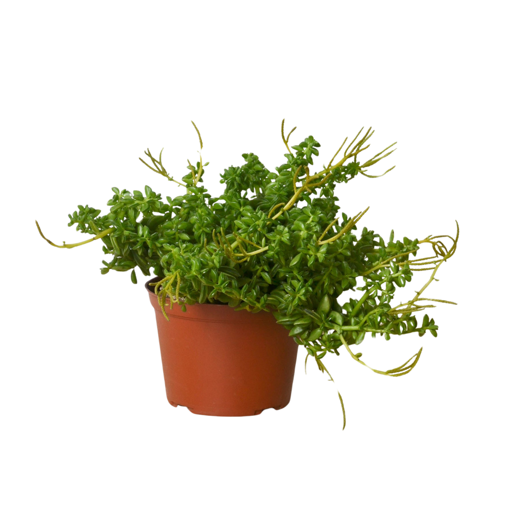 Peperomia 'Axillaris' - Holiday Corner