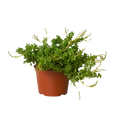 Peperomia 'Axillaris' - Holiday Corner