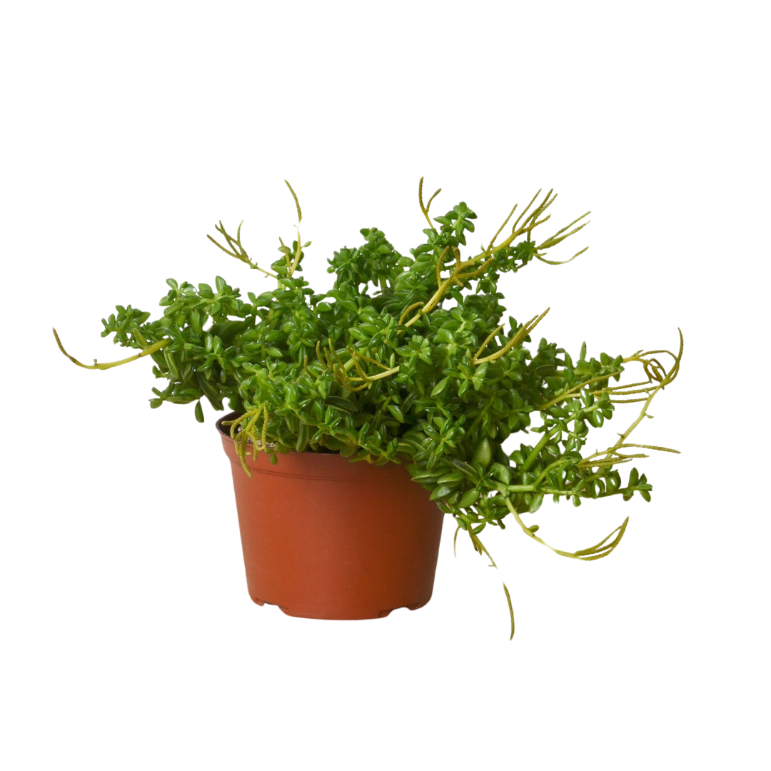 Peperomia 'Axillaris' - Holiday Corner