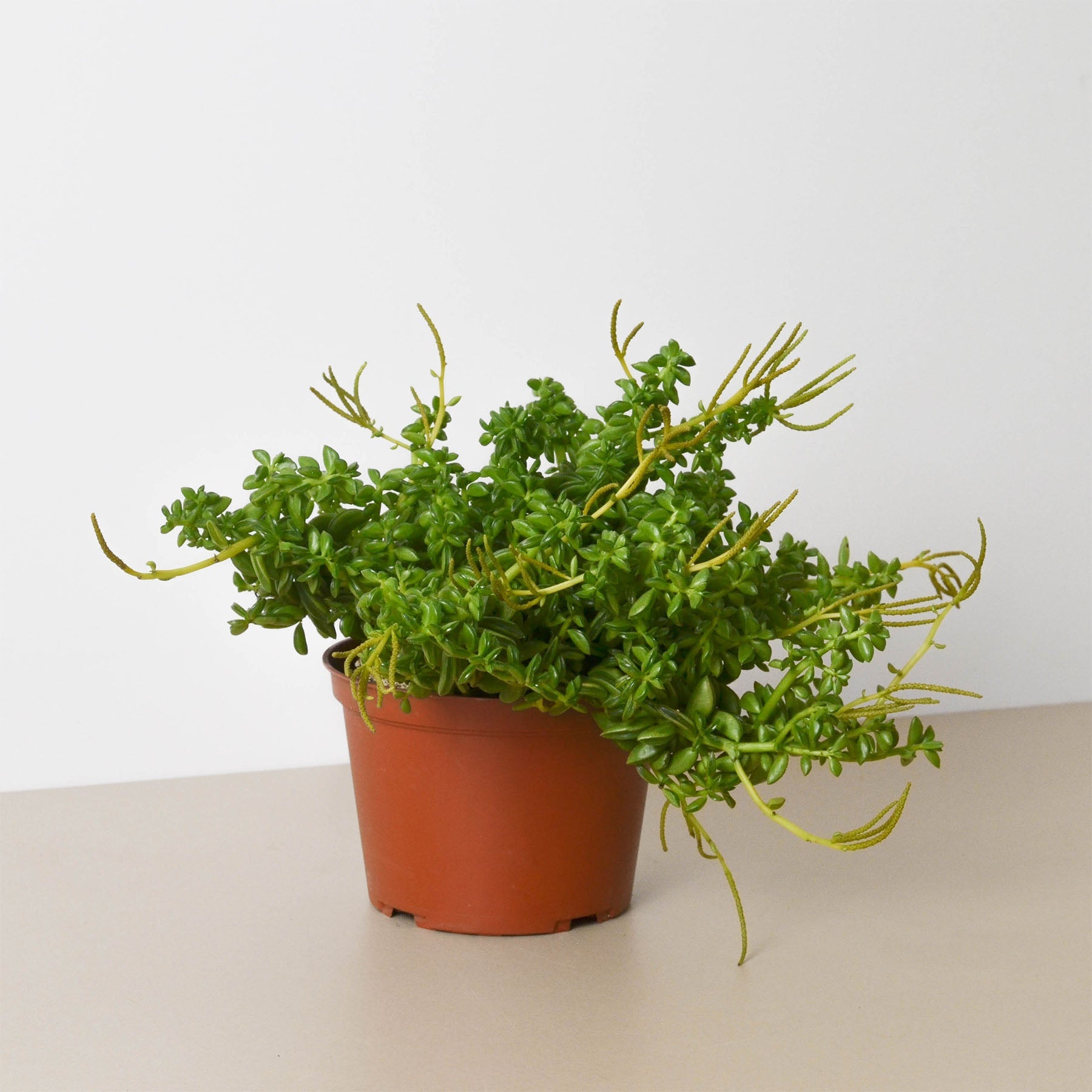 Peperomia 'Axillaris' - Holiday Corner