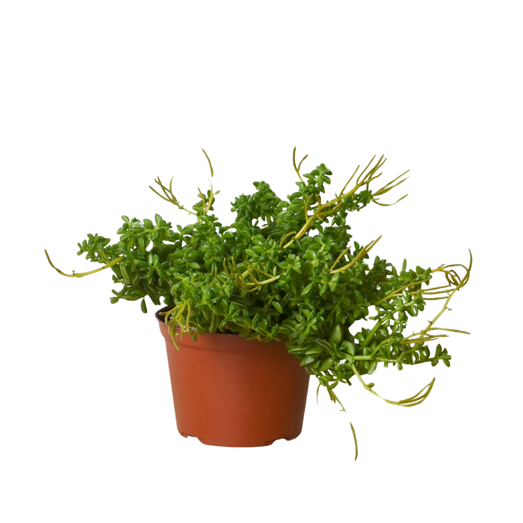Peperomia 'Axillaris' - Holiday Corner