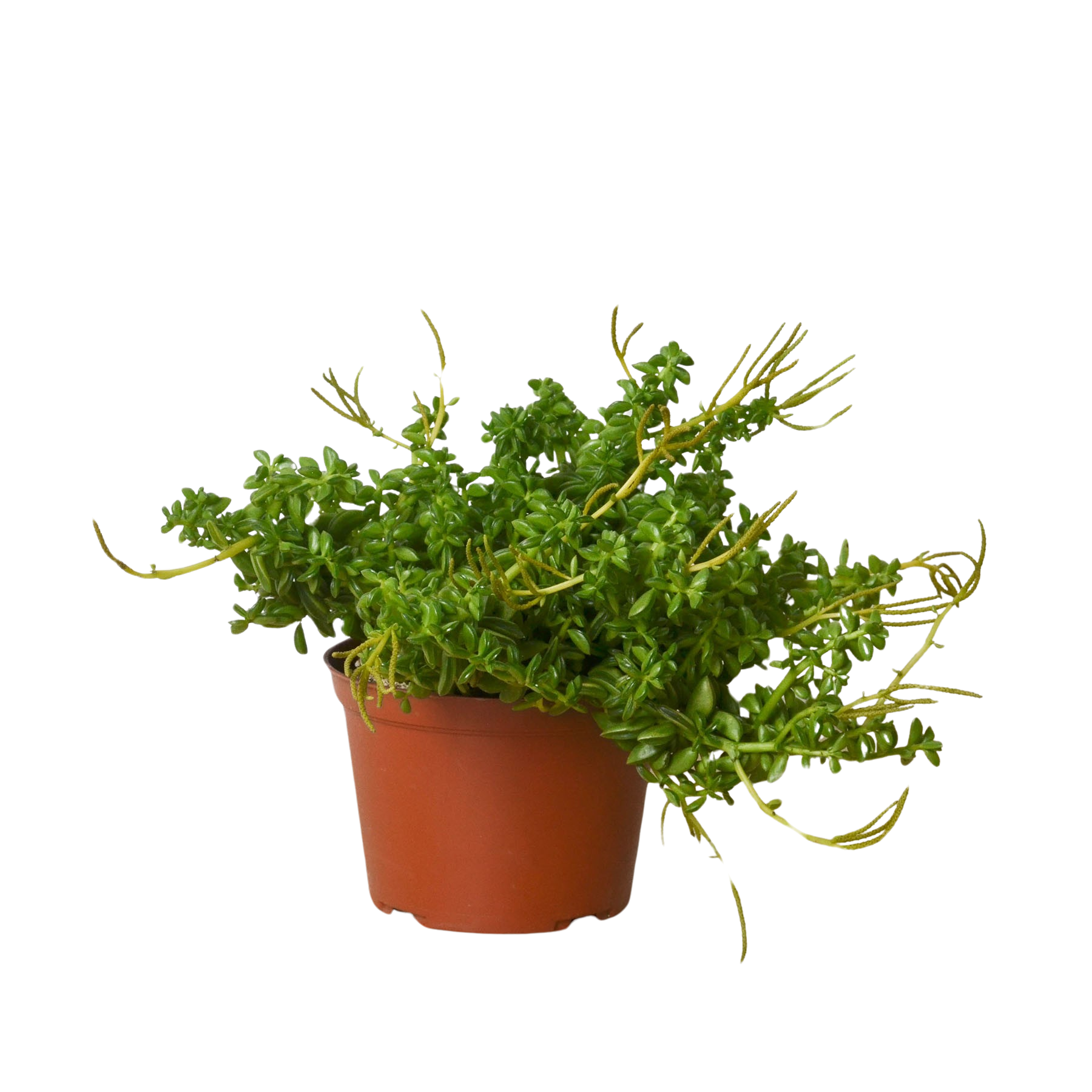 Peperomia 'Axillaris' - Holiday Corner