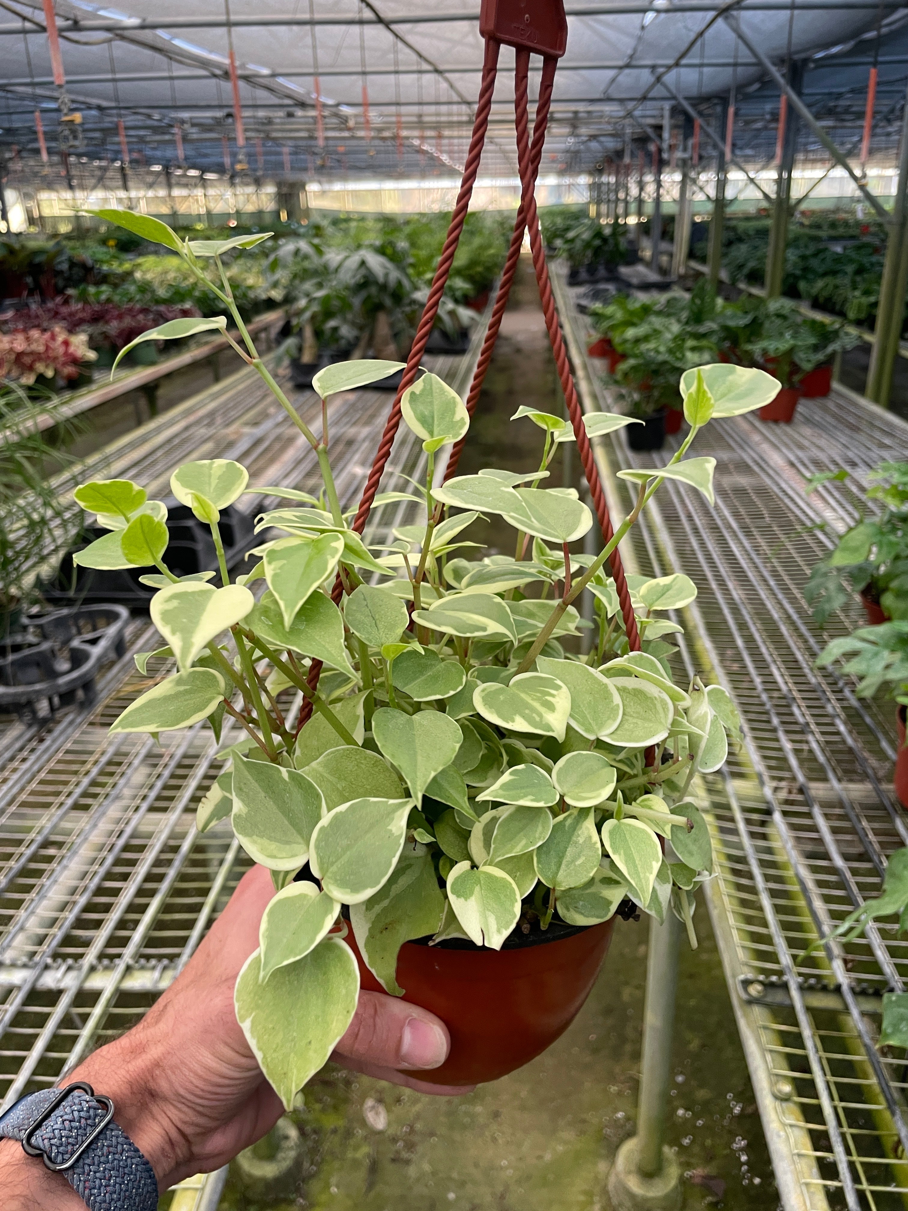 Peperomia 'Cupid' - Holiday Corner