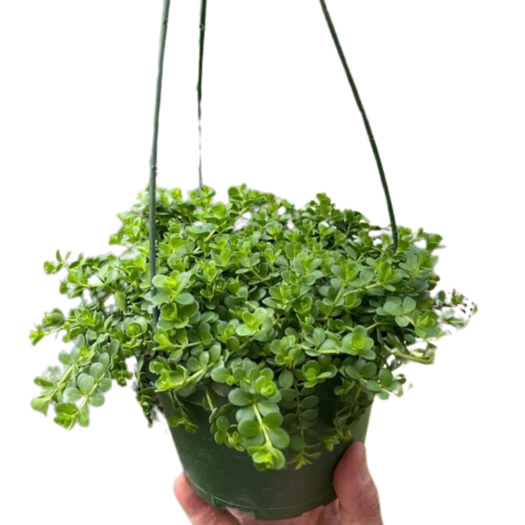 Peperomia Deppeana - Holiday Corner