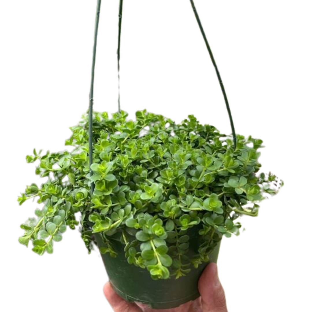 Peperomia Deppeana - Holiday Corner